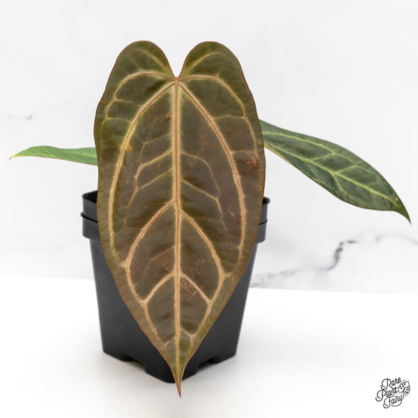 Anthurium Home, Sweet Home '32' x Dark & Handsome '9' by DocBlock® (wk44-R)