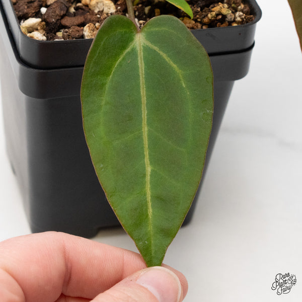 Anthurium Home, Sweet Home '32' x Dark & Handsome '9' by DocBlock® (wk44-R)