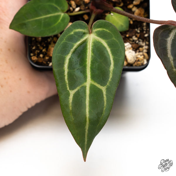 Anthurium Home, Sweet Home '32' x Dark & Handsome '9' by DocBlock® (wk44-W)