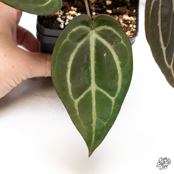 Anthurium Home, Sweet Home '32' x Dark & Handsome '9' by DocBlock® (wk44-W)