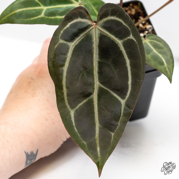 Anthurium Home, Sweet Home '32' x Dark & Handsome '9' by DocBlock® (wk44-W)