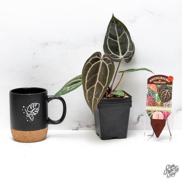 Anthurium Home, Sweet Home '32' x Dark & Handsome '9' by DocBlock® (wk44-W)