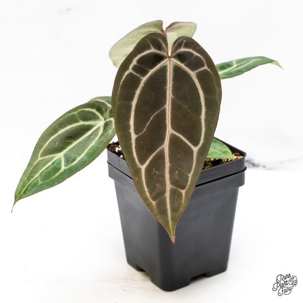 Anthurium Home, Sweet Home '32' x Dark & Handsome '9' by DocBlock® (wk44-W)