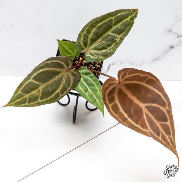 Anthurium Home, Sweet Home '32' x Dark & Handsome '9' by DocBlock® (wk45-K)