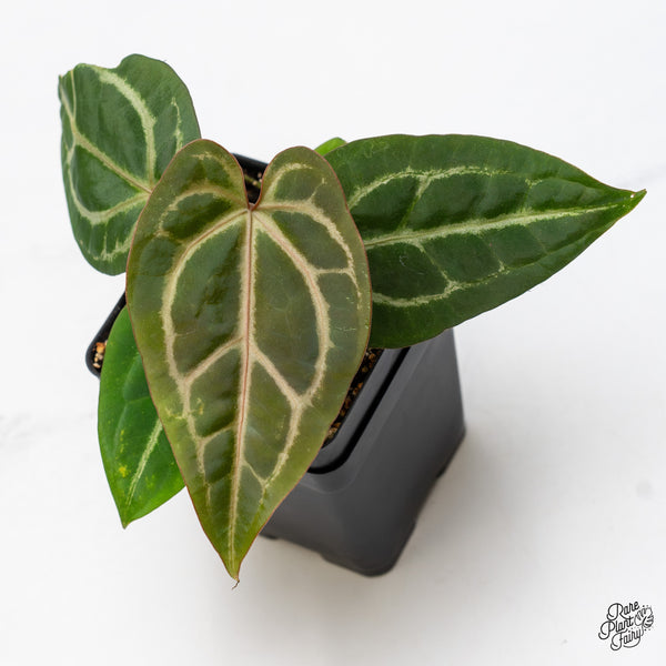Anthurium Home, Sweet Home '32' x Dark & Handsome '9' by DocBlock® (wk45-Z)