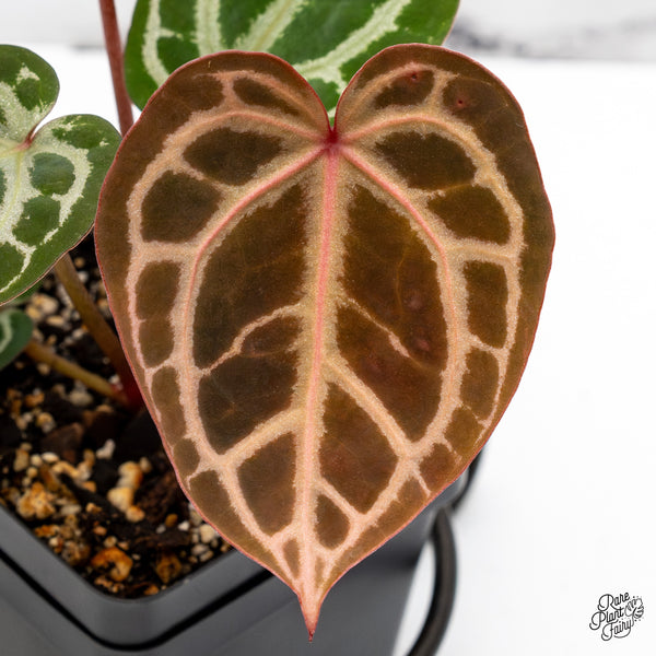 Anthurium Home, Sweet Home '32' x Dark & Handsome '9' by DocBlock® (wk51-F)