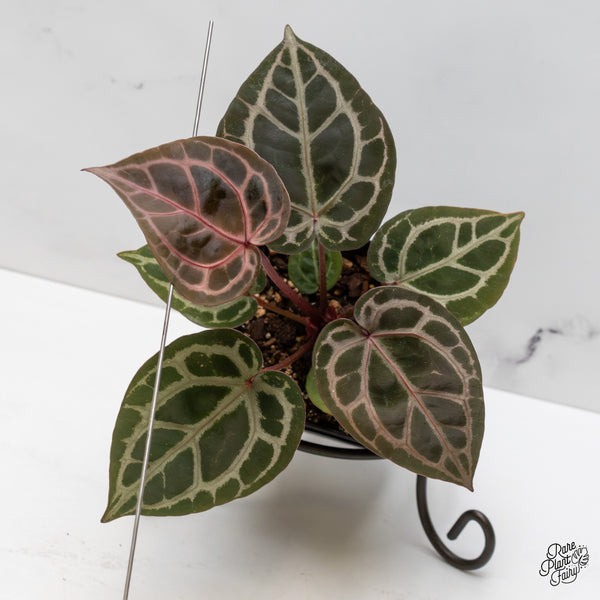 Anthurium Home, Sweet Home '32' x Dark & Handsome '9' by DocBlock® (wk52-J)