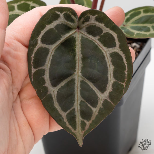 Anthurium Home, Sweet Home '32' x Dark & Handsome '9' by DocBlock® (wk52-J)