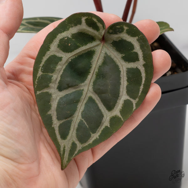 Anthurium Home, Sweet Home '32' x Dark & Handsome '9' by DocBlock® (wk52-J)