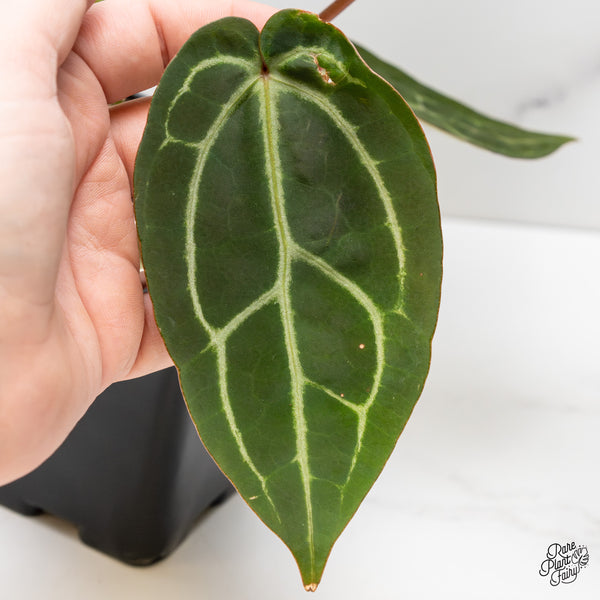 Anthurium Home, Sweet Home '32' x Dark & Handsome '9' by DocBlock® (wk52-U)