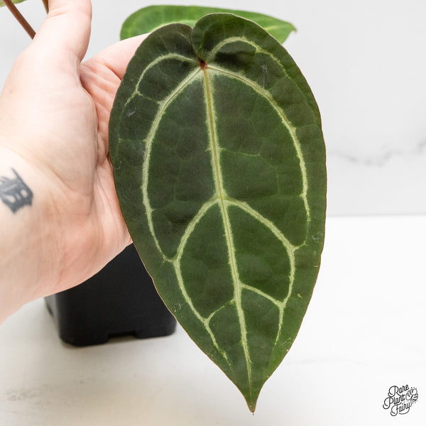 Anthurium Home, Sweet Home '32' x Dark & Handsome '9' by DocBlock® (wk52-U)