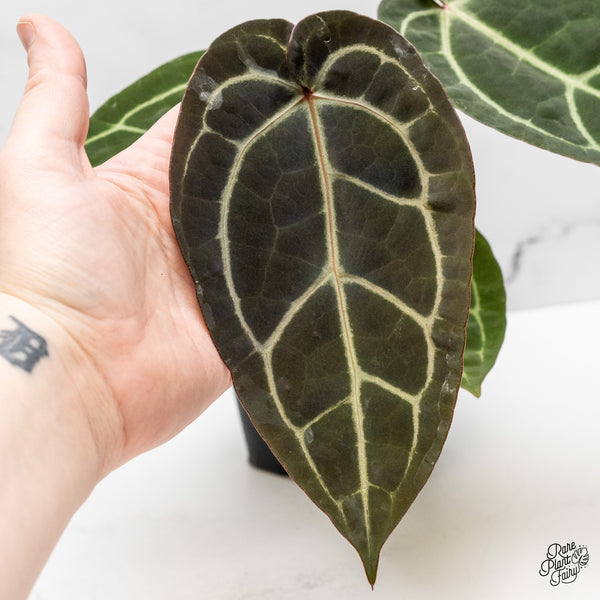 Anthurium Home, Sweet Home '32' x Dark & Handsome '9' by DocBlock® (wk52-U)