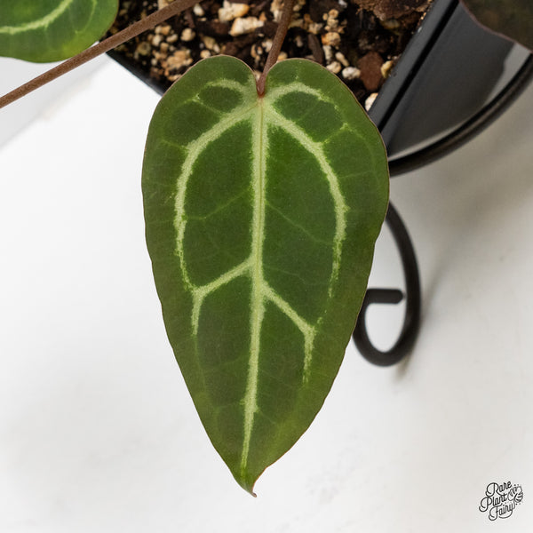 Anthurium Home, Sweet Home '32' x Dark & Handsome '9' by DocBlock® (wk1-Z)