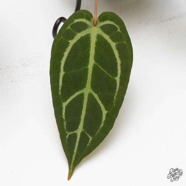 Anthurium Home, Sweet Home '32' x Dark & Handsome '9' by DocBlock® (wk1-Z)