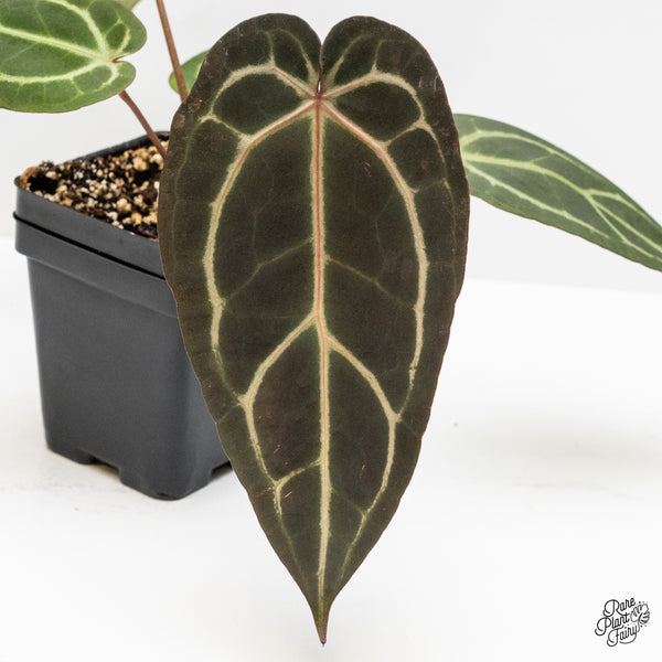 Anthurium Home, Sweet Home '32' x Dark & Handsome '9' by DocBlock® (wk1-Z)