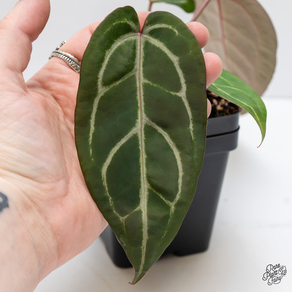 Anthurium Home, Sweet Home '32' x Dark & Handsome '9' by DocBlock® (wk3-J)