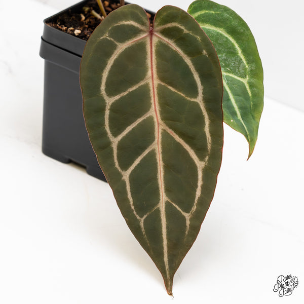 Anthurium Home, Sweet Home '32' x Dark & Handsome '9' by DocBlock® (wk3-J)