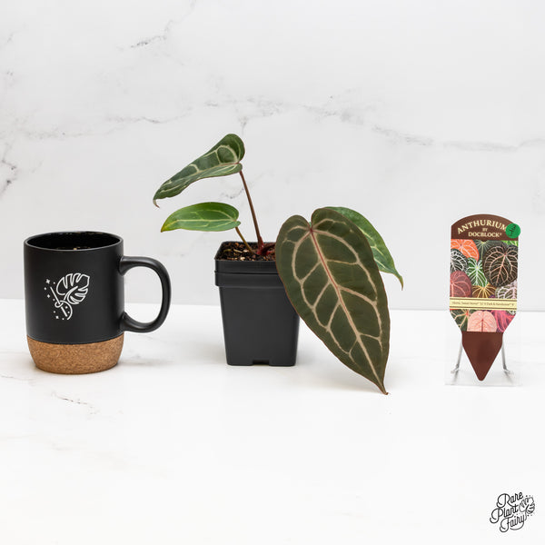 Anthurium Home, Sweet Home '32' x Dark & Handsome '9' by DocBlock® (wk3-J)