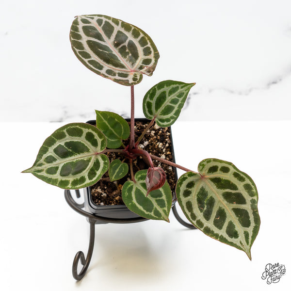 Anthurium Home, Sweet Home '32' x Zara '14' by DocBlock® (wk50-C)