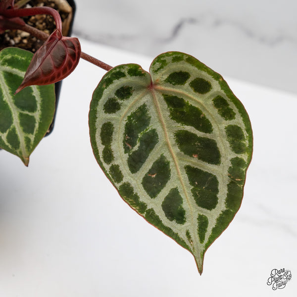 Anthurium Home, Sweet Home '32' x Zara '14' by DocBlock® (wk50-C)