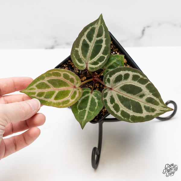 Anthurium Home, Sweet Home '32' x Zara '14' by DocBlock® (wk51-J)