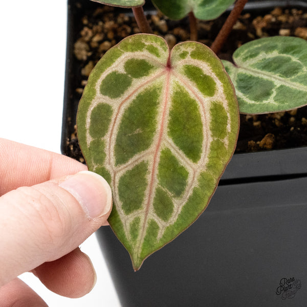 Anthurium Home, Sweet Home '32' x Zara '14' by DocBlock® (wk51-J)