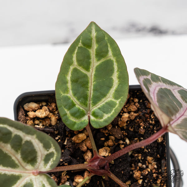 Anthurium Home, Sweet Home '32' x Zara '14' by DocBlock® (wk51-N)