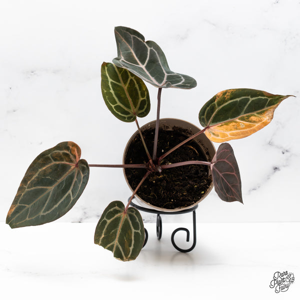 Variegated Anthurium Home, Sweet Home '32' x Red Velvet Cake '24' by DocBlock® (wk43-AB) *Vibrant Emergent*