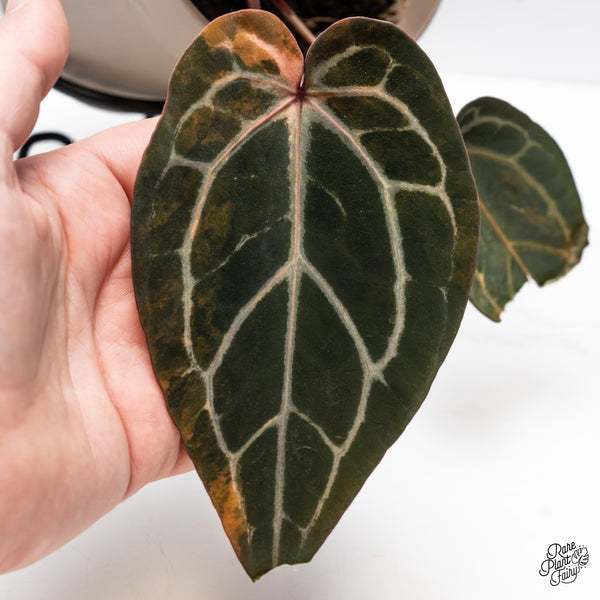 Variegated Anthurium Home, Sweet Home '32' x Red Velvet Cake '24' by DocBlock® (wk43-AB) *Vibrant Emergent*