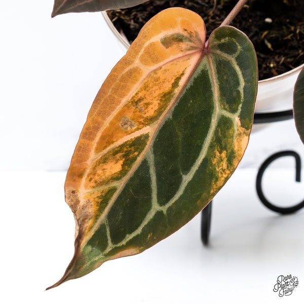 Variegated Anthurium Home, Sweet Home '32' x Red Velvet Cake '24' by DocBlock® (wk43-AB) *Vibrant Emergent*