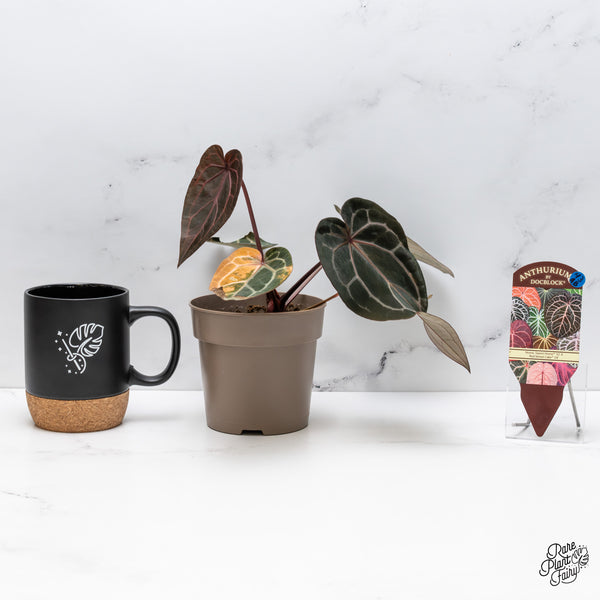 Variegated Anthurium Home, Sweet Home '32' x Red Velvet Cake '24' by DocBlock® (wk43-AB) *Vibrant Emergent*