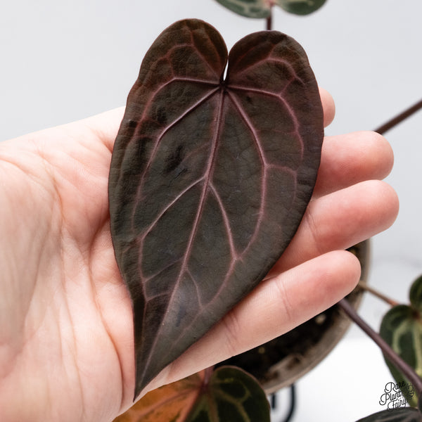 Variegated Anthurium Home, Sweet Home '32' x Red Velvet Cake '24' by DocBlock® (wk43-AB) *Vibrant Emergent*