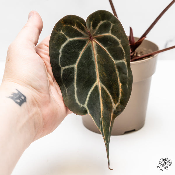 Anthurium Home, Sweet Home '32' x Red Velvet Cake '24' by DocBlock® Variegated (wk51-UH)