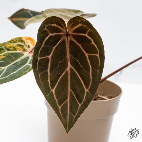 Anthurium Home, Sweet Home '32' x Red Velvet Cake '24' by DocBlock® Variegated (wk51-UH)
