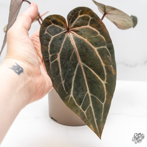 Anthurium Home, Sweet Home '32' x Red Velvet Cake '24' by DocBlock® Variegated (wk51-UH)