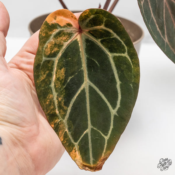 Anthurium Home, Sweet Home '32' x Red Velvet Cake '24' by DocBlock® Variegated (wk51-UH)