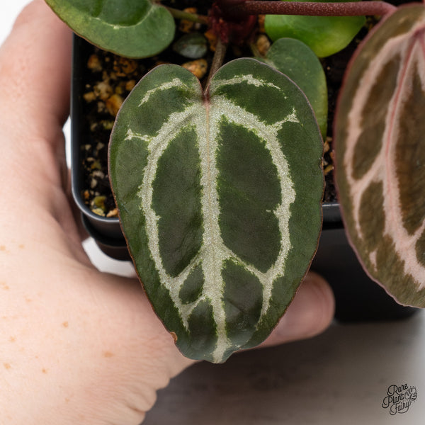 Anthurium Home, Sweet Home '32' x Zara '14' by DocBlock® (wk45-F)