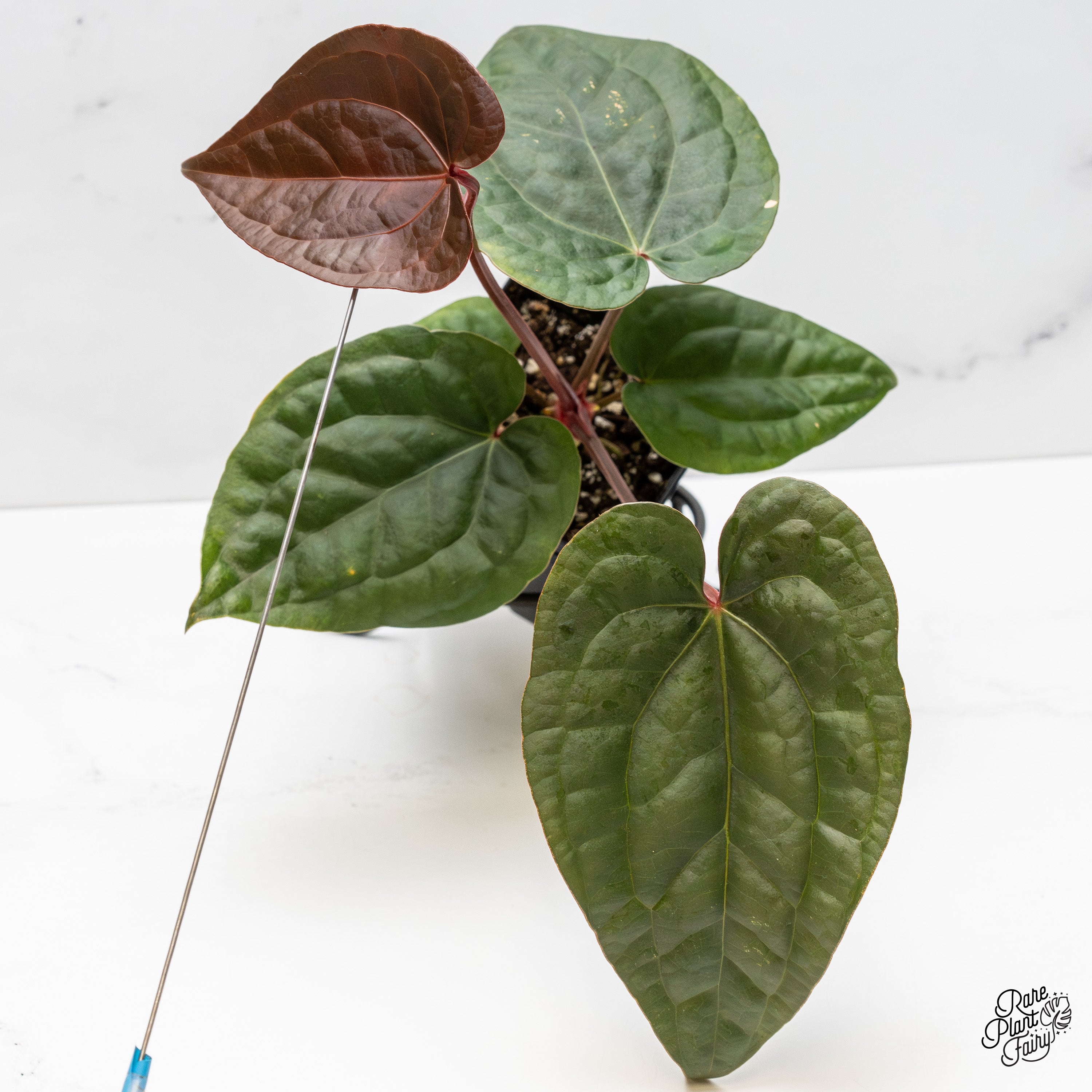 Anthurium 'Luxurians' x ('Zara' x 'Michelle') by DocBlock® (wk52-D