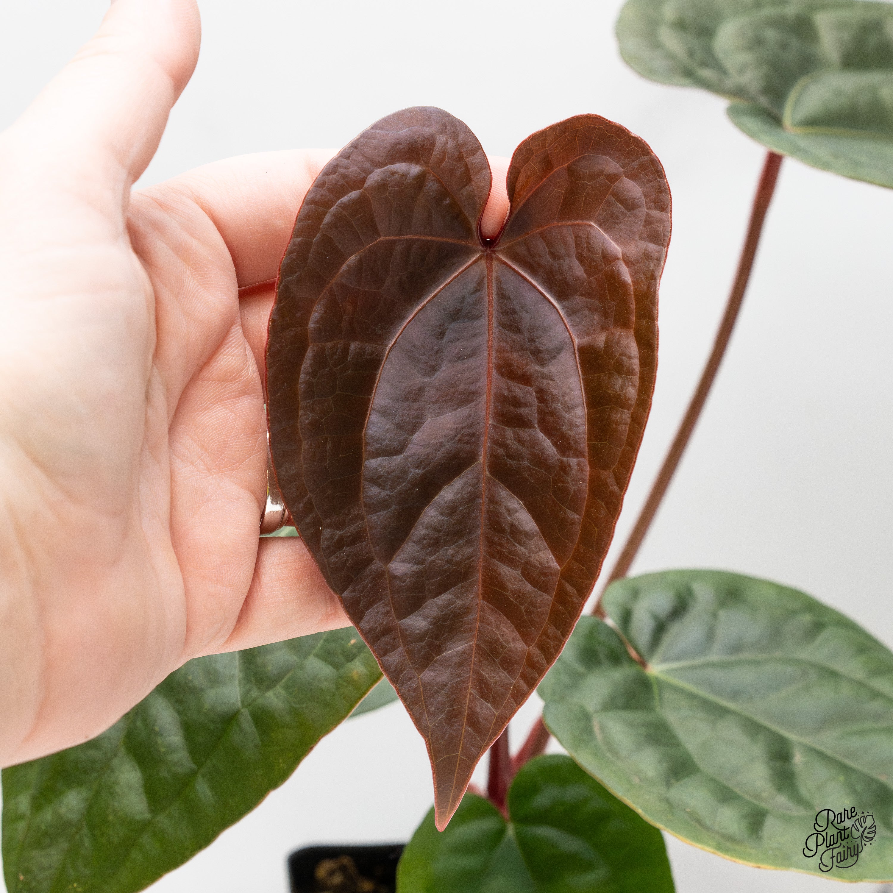 Anthurium 'Luxurians' x ('Zara' x 'Michelle') by DocBlock® (wk52-D