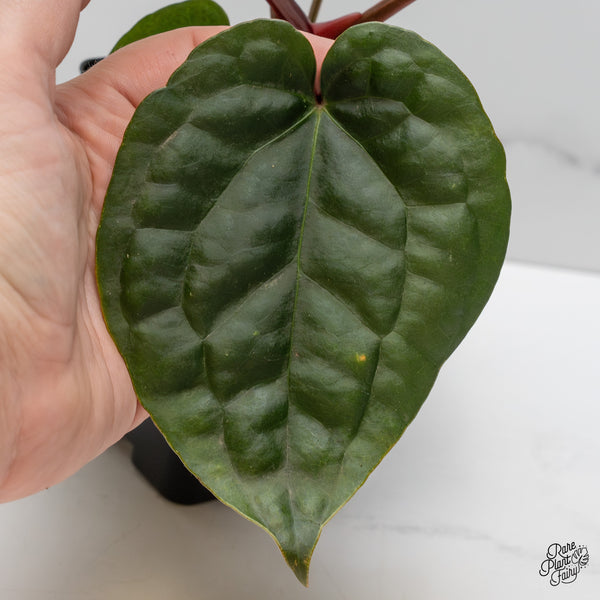 Anthurium 'Luxurians' x ('Zara' x 'Michelle') by DocBlock® (wk52-D)