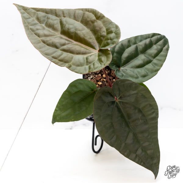 Anthurium 'Luxurians' x 'Zara' x 'Michelle' by DocBlock® (wk42-K)