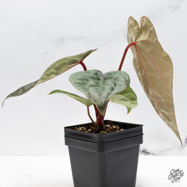 Anthurium 'Luxurians' x 'Zara' x 'Michelle' by DocBlock® (wk42-K)