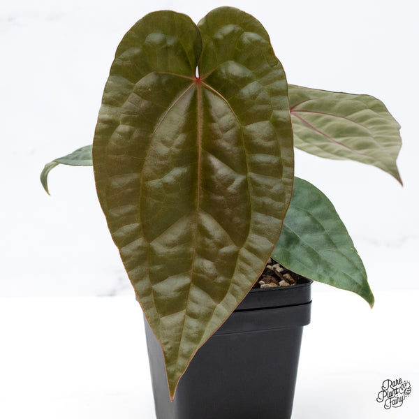 Anthurium 'Luxurians' x 'Zara' x 'Michelle' by DocBlock® (wk42-K)