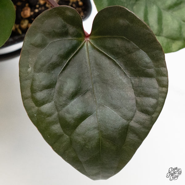 Anthurium 'Luxurians' x ('Zara' x 'Michelle') by DocBlock® (wk48-F)