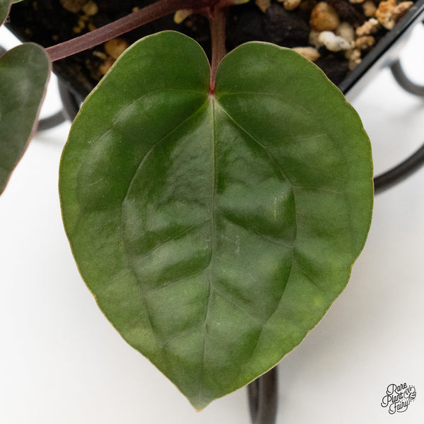 Anthurium 'Luxurians' x ('Zara' x 'Michelle') by DocBlock® (wk48-F)
