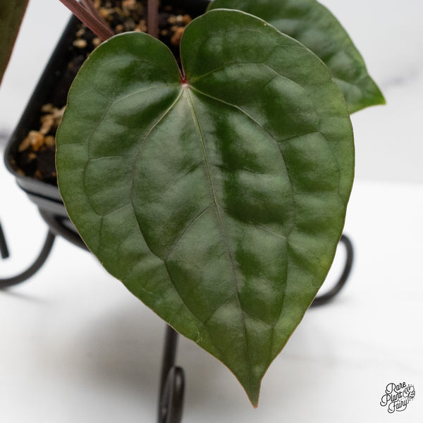 Anthurium 'Luxurians' x ('Zara' x 'Michelle') by DocBlock® (wk48-F)