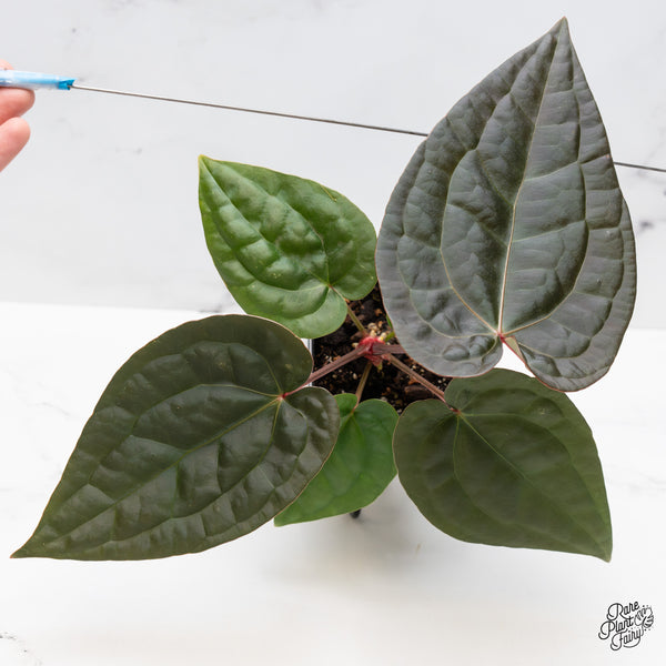 Anthurium 'Luxurians' X ('Zara' x 'Michelle') by DocBlock® (wk44-G)