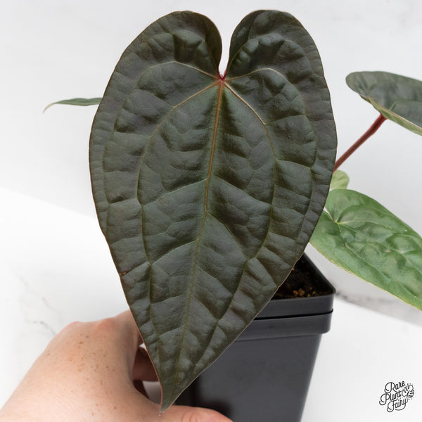 Anthurium 'Luxurians' X ('Zara' x 'Michelle') by DocBlock® (wk44-G)