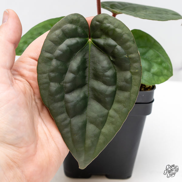 Anthurium 'Luxurians' x ('Zara' x 'Michelle') by DocBlock® (wk46-I)