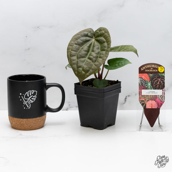Anthurium 'Luxurians' x ('Zara' x 'Michelle') by DocBlock® (wk46-I)